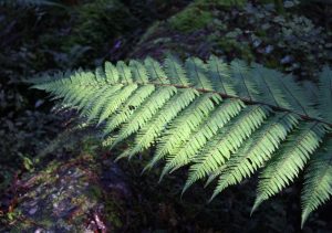 New Zealand Fern (Koru)