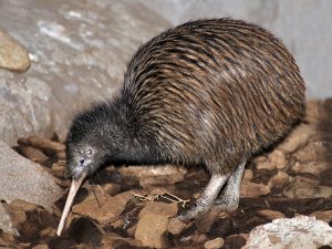 The National Kiwi Centre Hokitika - Live Kiwi Enclosure