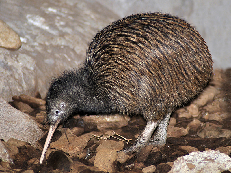 Kiwi