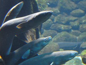 The National Kiwi Centre Hokitika - Longfin Eels