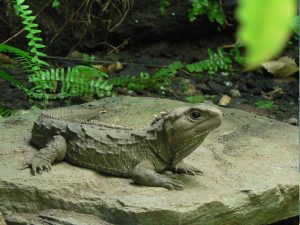 The National Kiwi Centre Hokitika - Tuatara Enclosure