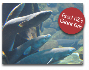 Giant New Zealand Eels at The National Kiwi Centre - Hokitika