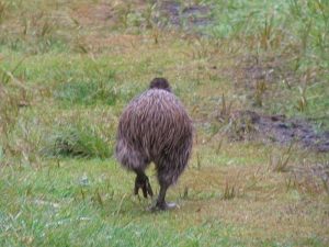 Kiwi Bottom