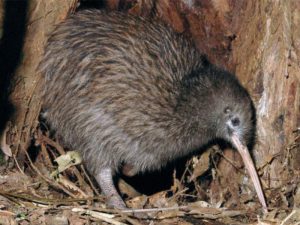 The National Kiwi Centre Hokitika