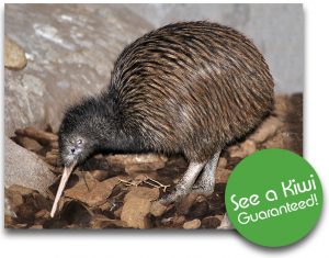See Live Kiwis at The National Kiwi Centre - Hokitika