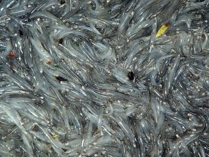 Fresh West Coast Whitebait