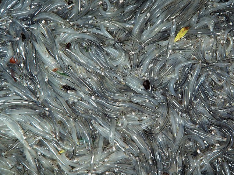 Whitebait
