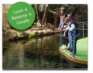 The National Kiwi Centre - Catch and release a crawly