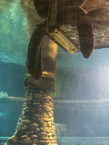 The National Kiwi Centre Hokitika - New Zealand Eel Tank