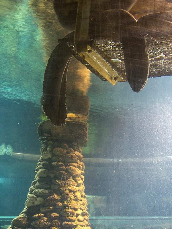 The National Kiwi Centre Hokitika - New Zealand Eel Tank