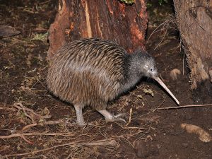 The National Kiwi Centre - Brown Kiwi Enclosure