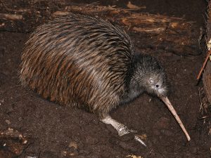 The National Kiwi Centre - Brown Kiwi Enclosure