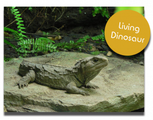 The National Kiwi Centre - Tuatara
