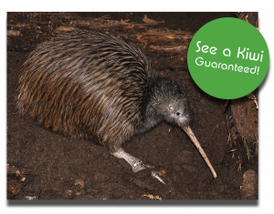 The National Kiwi Centre - See a kiwi guaranteed