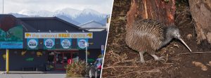 The National Kiwi Centre Kiwi