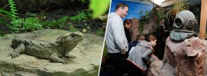 The National Kiwi Centre Tuatara and Visitors