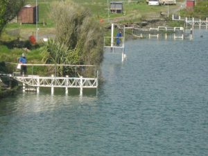 The National Kiwi Centre - Whitebaiting