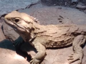 The National Kiwi Centre - Tuatara
