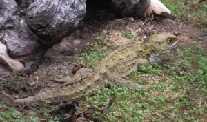 Tuatara at The National Kiwi Centre in Hokitika