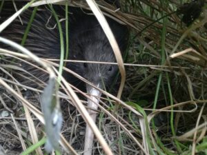 Ruwhenua - New Zealand Brown Kiwi Bird