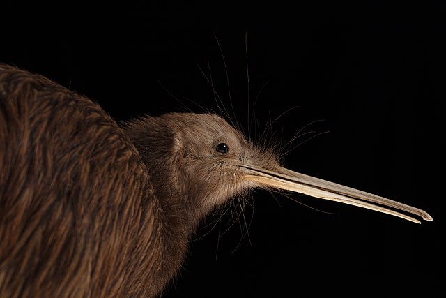Southern Brown Kiwi Bird - The National Kiwi Centre Hokitika