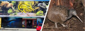 National Kiwi Centre Hokitika Shop Front & Kiwi