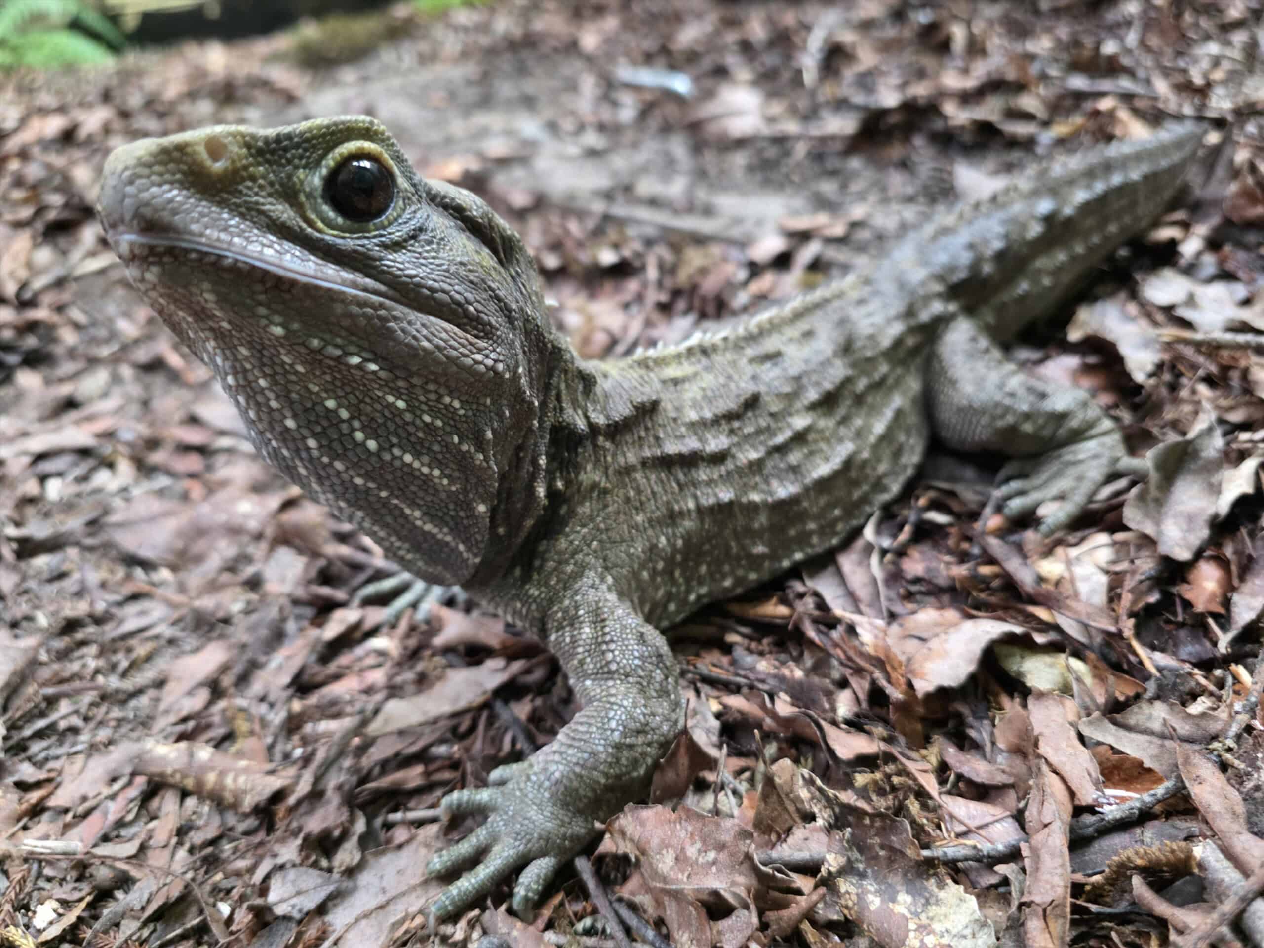 Tuatara at the National Kiwi Centre